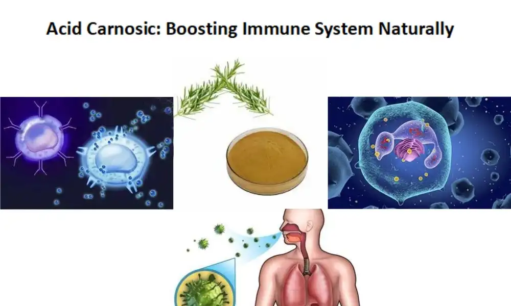 Acid Carnosic: Boosting Immune System Naturally